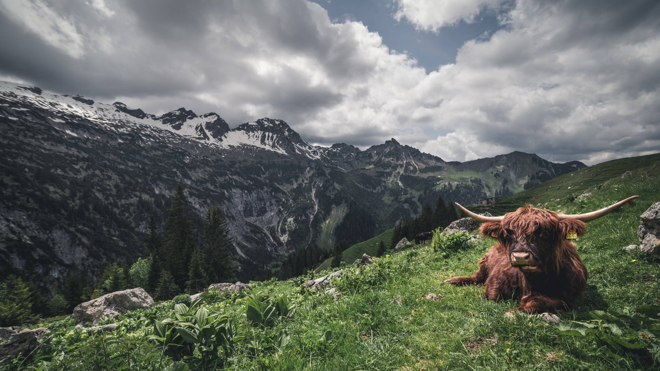 智利稳稳拿下皇家社会,罗德里成为关键先生